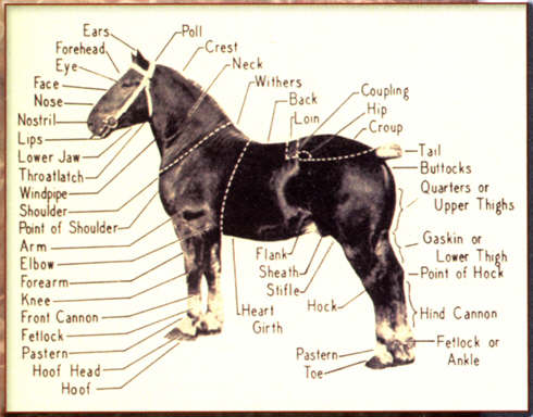 HorseParts.jpg
