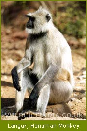 langur.jpg